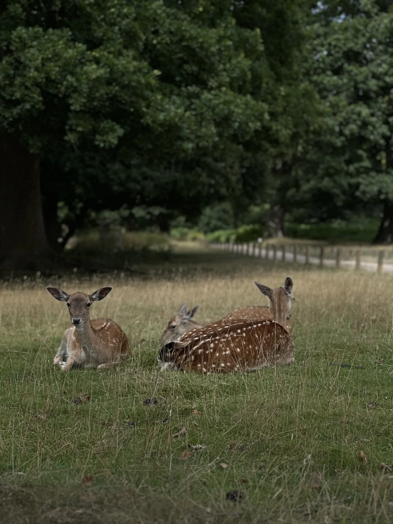Fallow deer resting in grass beneath trees in Knole Park, Sevenoaks.