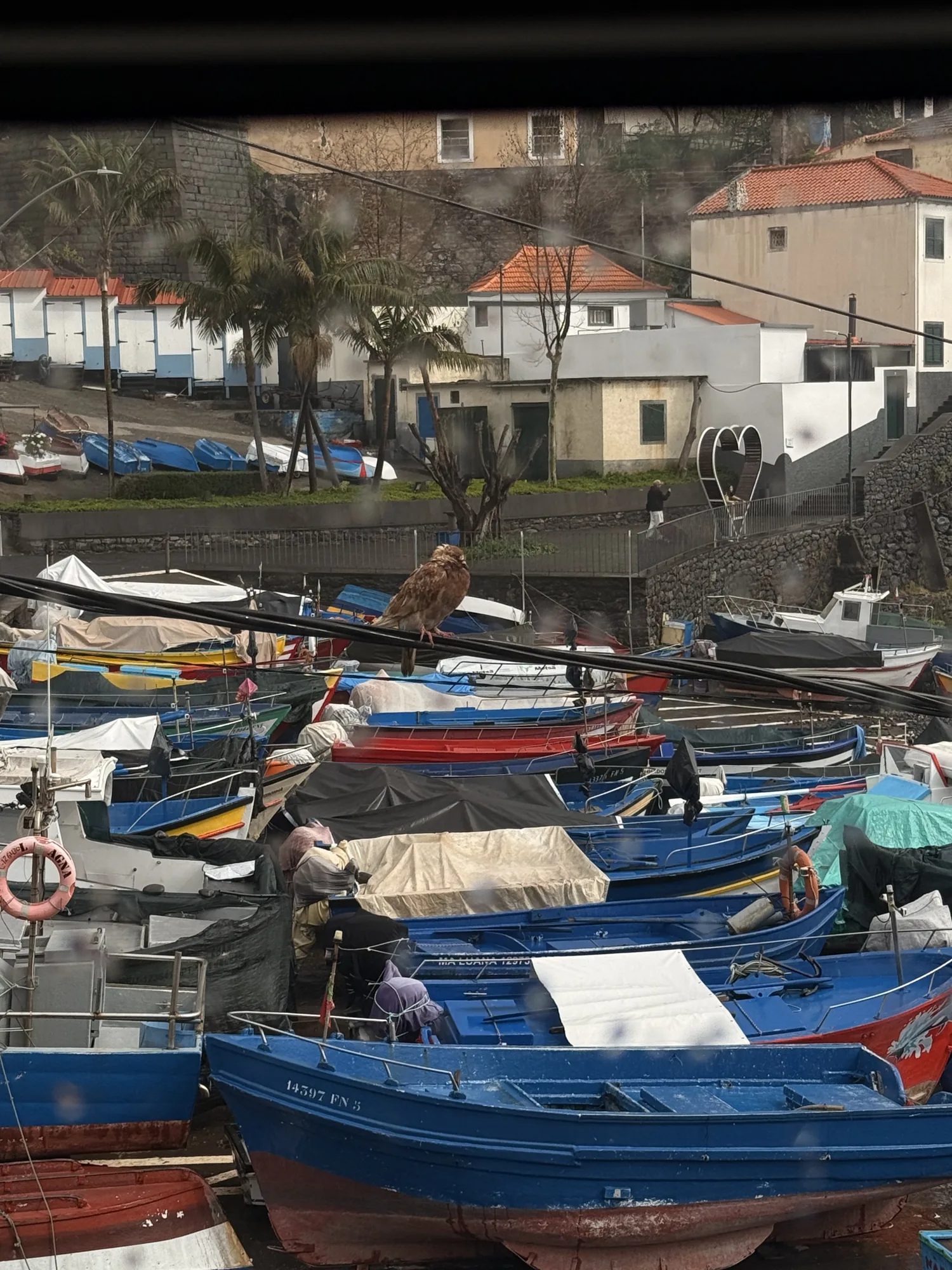 Painted boats gathered in the harbour at Câmara de Lobos
