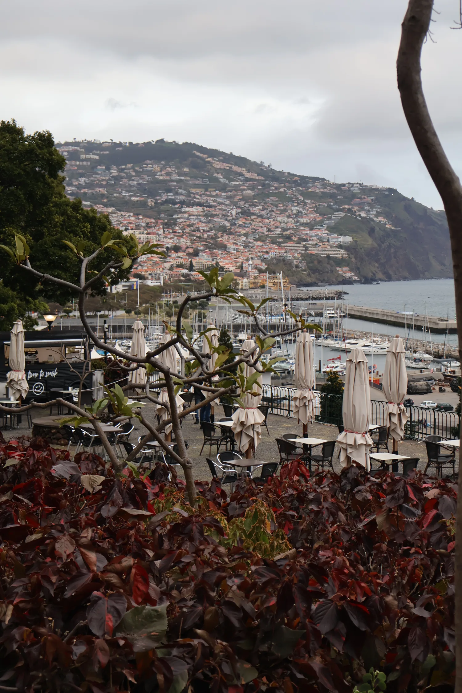 Funchal hillside buildings above the seafront, framed by a garden