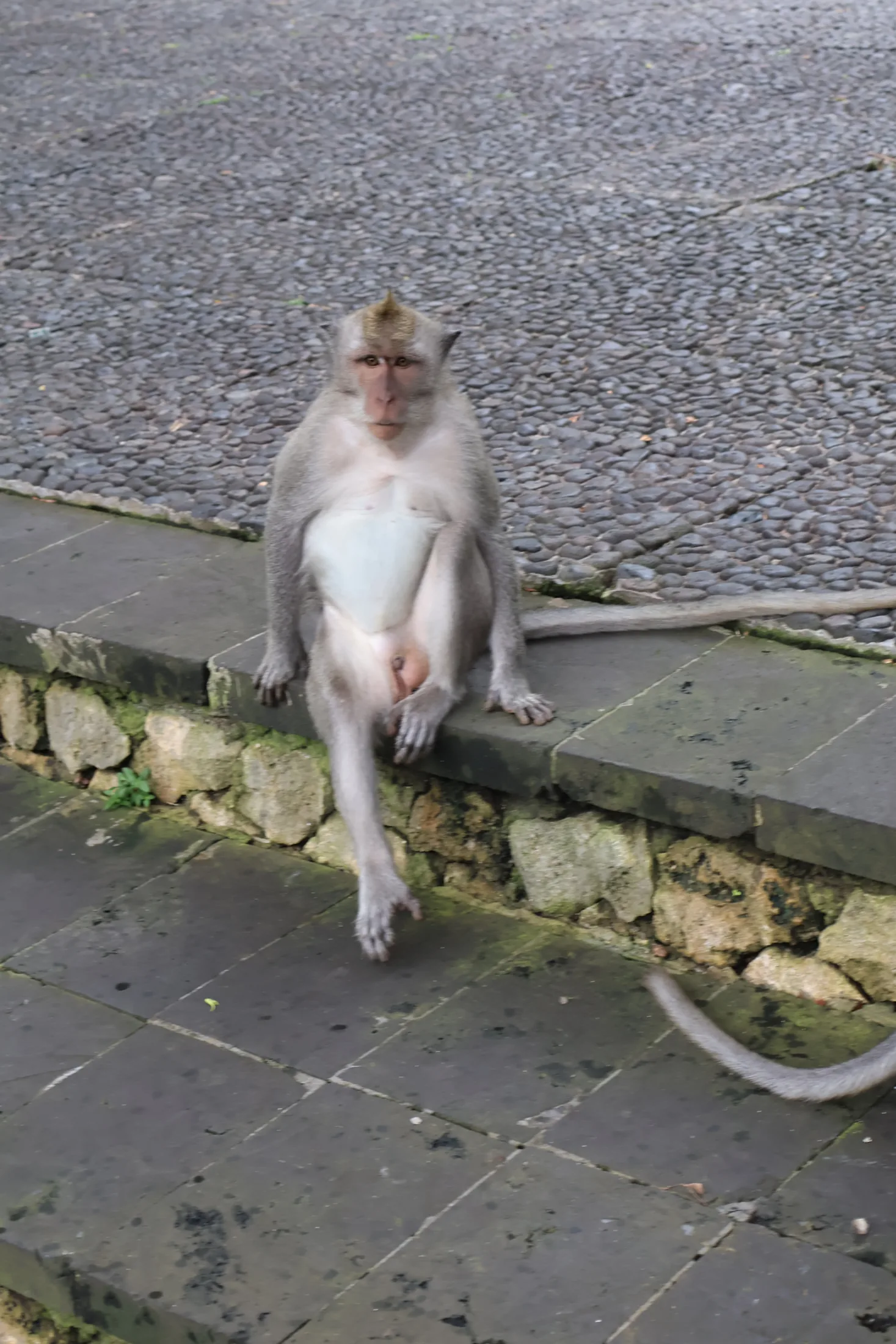 A macaque in the grounds of Uluwatu Temple