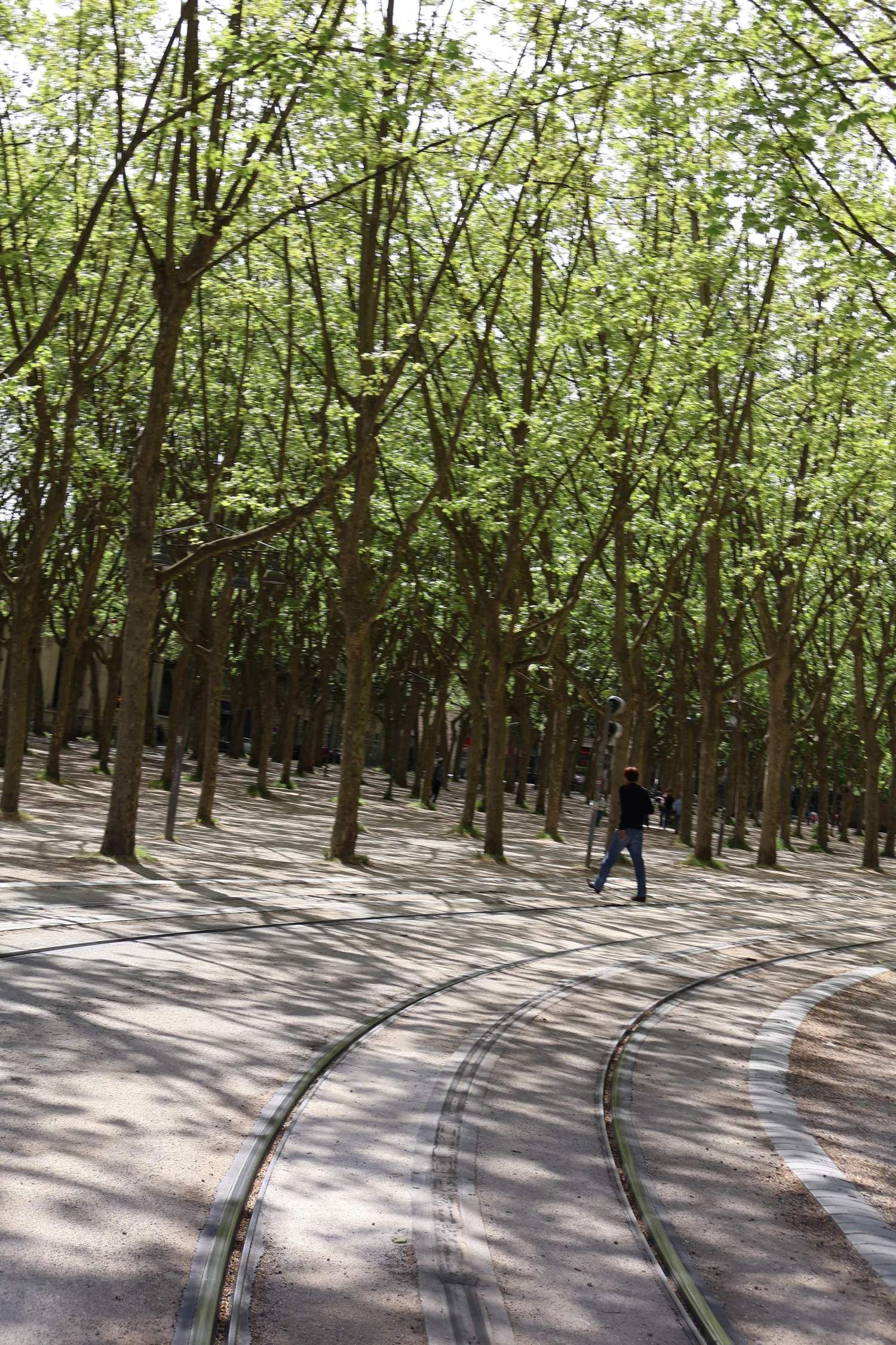 Tree-lined promenade and dappled shade in Bordeaux